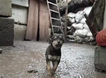 Συγκλονιστικό βίντεο: Ουκρανοί στρατιώτες βρίσκουν κουτάβι μέσα στο κρύο και το υιοθετούν – Funny-Περίεργα