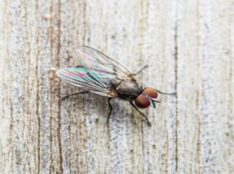 Διώξτε τις μύγες από το σπίτι σας με 6 φυσικούς τρόπους – Σπίτι