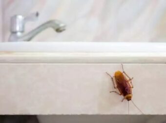 Το απόλυτο μυστικό για να μην πλησιάζουν οι κατσαρίδες το σπίτι σας – Σπίτι