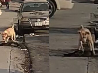 Σκύλος Προσπαθεί Να Δώσει Τις Πρώτες Βοήθειες Σε Τραυματισμένο Από Αυτοκίνητο Σκύλο
