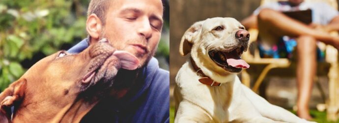 Επιστημονικά Αποδεδειγμένο: Τα Σκυλιά Μπορούν Να Καταλάβουν Έναν Κακό Άνθρωπο