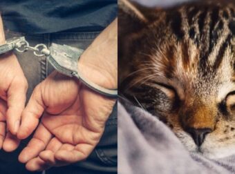 Κρήτη: Σύλληψη Και Πρόστιμο 30.000 Ευρώ Σε 78χρονο Που Πυροβόλησε Γάτα