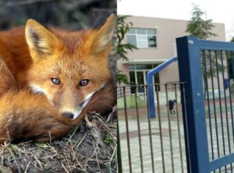 Απίστευτο Κι Όμως Αληθινό: Αλεπού Στη Θεσσαλονίκη Είχε Φτιάξει Φωλιά Σε Σχολείο