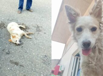 Γίνονται Θαύματα Αμαλιάδα: Τα κατάφερε και έζησε το Σκυλάκι στην Αμαλιάδα που κάποιος του έριξε φόλα