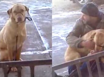 Άνδρας Βρίσκει Σκύλο Να Τρέμει Στο Κρύο Και Δρα Αμέσως (pics)