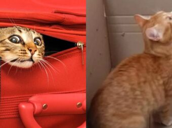 Τρεις Ημέρες Μέσα Σε Κουτί: Γάτα Ταξίδεψε Κατά Λάθος 500 Χιλιόμετρα Κλεισμένη Μέσα Σε Κουτί