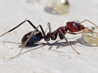 Πώς να κρατήσετε τα μυρμήγκια έξω από το σπίτι σας