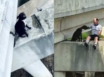Σκύλος βρέθηκε μεταξύ ζωής και θανάτου σε γέφυρα και σώθηκε από ποδηλάτες