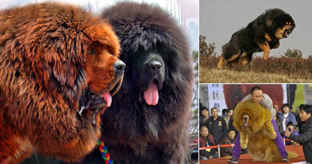Η τεράστια ράτσα σκύλου που θεωρείται σύμβολο πλούτου από τους Κινέζους