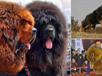 Η τεράστια ράτσα σκύλου που θεωρείται σύμβολο πλούτου από τους Κινέζους