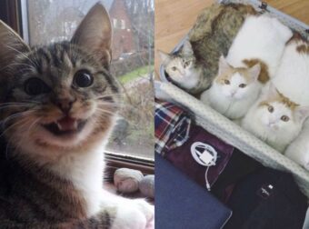 Η Γάτα Θα Σας Φτιάξει Την Διάθεση: 20 Ξεκαρδιστικές Φωτογραφίες Με Ζώα Που Σαρώνουν Στο Διαδίκτυο