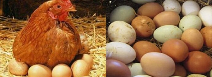 Η Γιαγιά Ξέρει: Το Μυστικό Της Γιαγιάς Για Να Γεννάνε Οι Κότες Σας Ασταμάτητα Αυγά