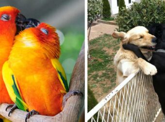 20 ζευγάρια ζώων που αποδεικνύουν την υπάρξη αληθινής αγάπης στο ζωικό βασίλειο!