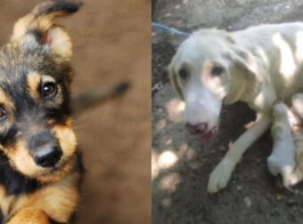 Καβάλα: Άγνωστος Γέμισε Φόλες Το Χωριό Γεωργιανή Και Σκότωσε Επτά Σκυλιά