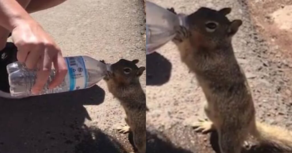 Τουρίστες δίνουν νερό σε διψασμένο σκίουρο και εκείνος πίνει ένα ολόκληρο μπουκάλι (vid)