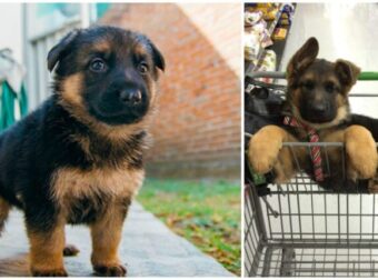 15 Αξιολάτρευτοι λόγοι που Αποδεικνύουν ότι οι Γερμανικοί Ποιμενικοί είναι τα Καλύτερα Σκυλιά του κόσμου.