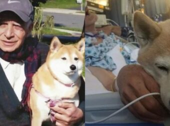 Μαζί στα δύσκολα: Σκύλος νιώθει πως πεθαίνει ο κηδεμόνας του και «κλαίει» για να τον πάνε στο νοσοκομείο μαζί του