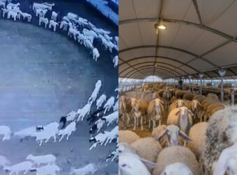 Δε πίστευαν στα μάτια τους: Κοπάδι με πρόβατα κάνει κύκλους συνεχόμενα για 12 μέρες και οι βοσκοί έμειναν άφωνοι