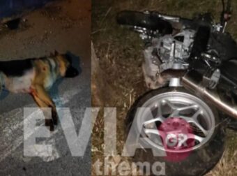 Τραγωδία στην άσφαλτο: Νεκρός 47χρονος γιατρός σε τροχαίο με μοτοσικλέτα – Η μοιραία σύγκρουσή του με σκύλο (video)