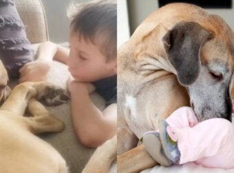 «Θα σε αγαπάμε…»: 7χρονος παρηγορεί τον κακοποιημένο σκύλο που μόλις υιοθέτησαν