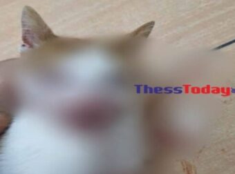 Κτηνωδία στη Θεσσαλονίκη: Kλώτσησε στο κεφάλι γατάκι που τον πλησίασε για να το χαϊδέψει – Το άφησε τυφλό (photos)