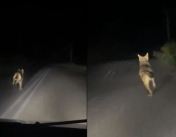 Πάτος: Καταδιώκουν λύκο με το αυτοκίνητο και το διασκεδάζουν ενώ το ζώο τρέχει πανικόβλητο