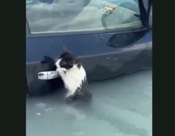 Ψυχούλα: Γάτα γραπώθηκε από χερούλι αυτοκινήτου για να σωθεί από τις πλημμύρες στο Ντουμπάϊ (video)