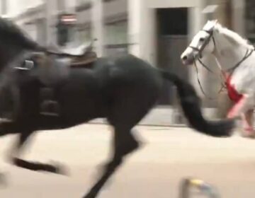 Σκηνές «Φαρ Ουέστ»: Αφηνιασμένα άλογα τρέχουν ελεύθερα στο κέντρο της πόλης – Σπέρνουν τον τρόμο (video)