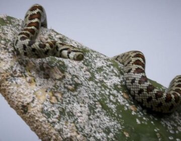 «Σκαρφαλώνουν μέχρι και στα παρμπρίζ»: Φίδια προκαλούν πανικό στη Νότια Εύβοια