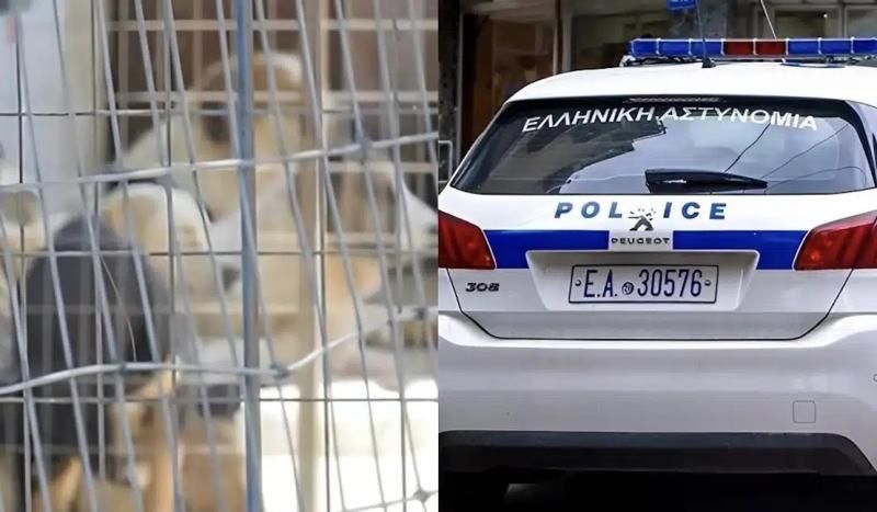 Θεσσαλονίκη: Είχε στο Σπίτι 120 Σκυλιά, 70 Γάτες & 10 Κατσίκες – Συνελήφθη 54χρονη
